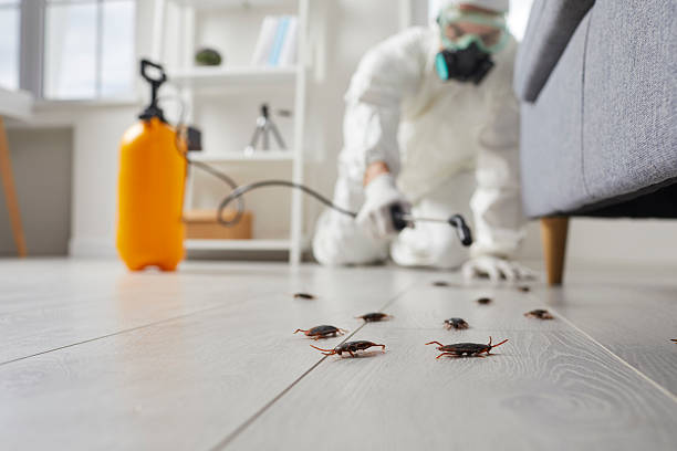 Commercial Kitchen Cockroach Control in St. Henry